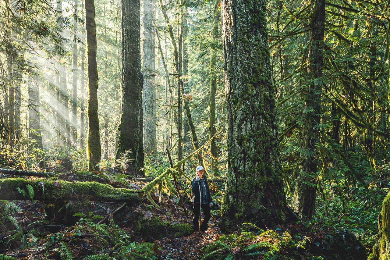 A person standing among tall moss-covered trees and dense green foliage in a sunlit forest