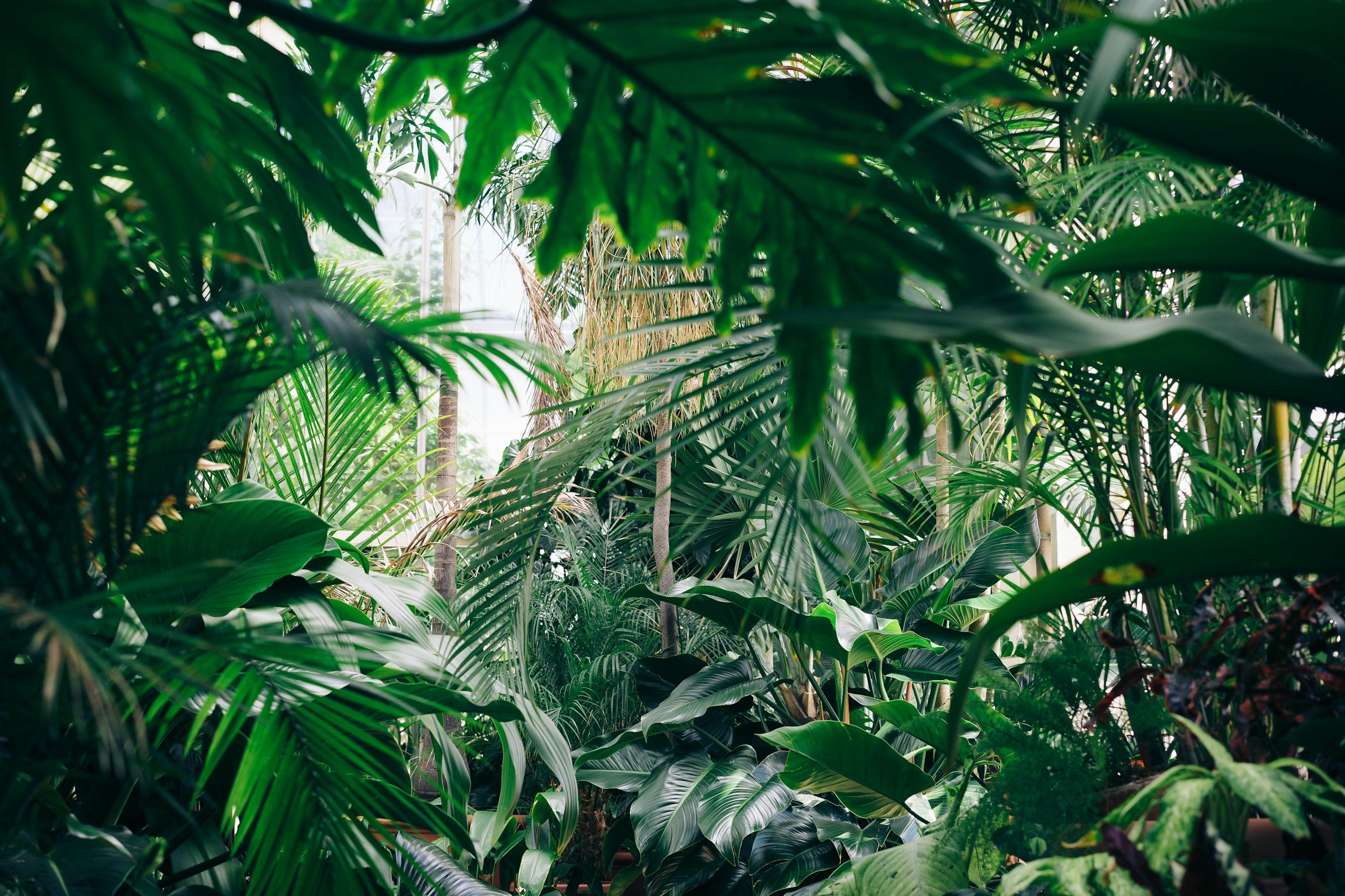 Lush tropical plants with large green leaves in a greenhouse or indoor jungle setting.