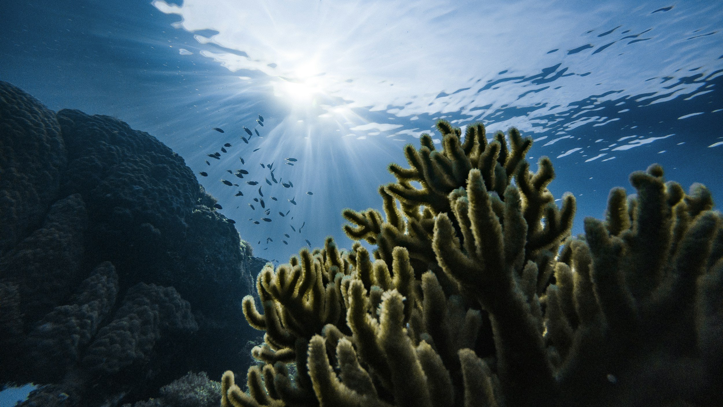 Underwater coral reef scene with sunlight shining through the water, coral in foreground, and small fish swimming in the background.