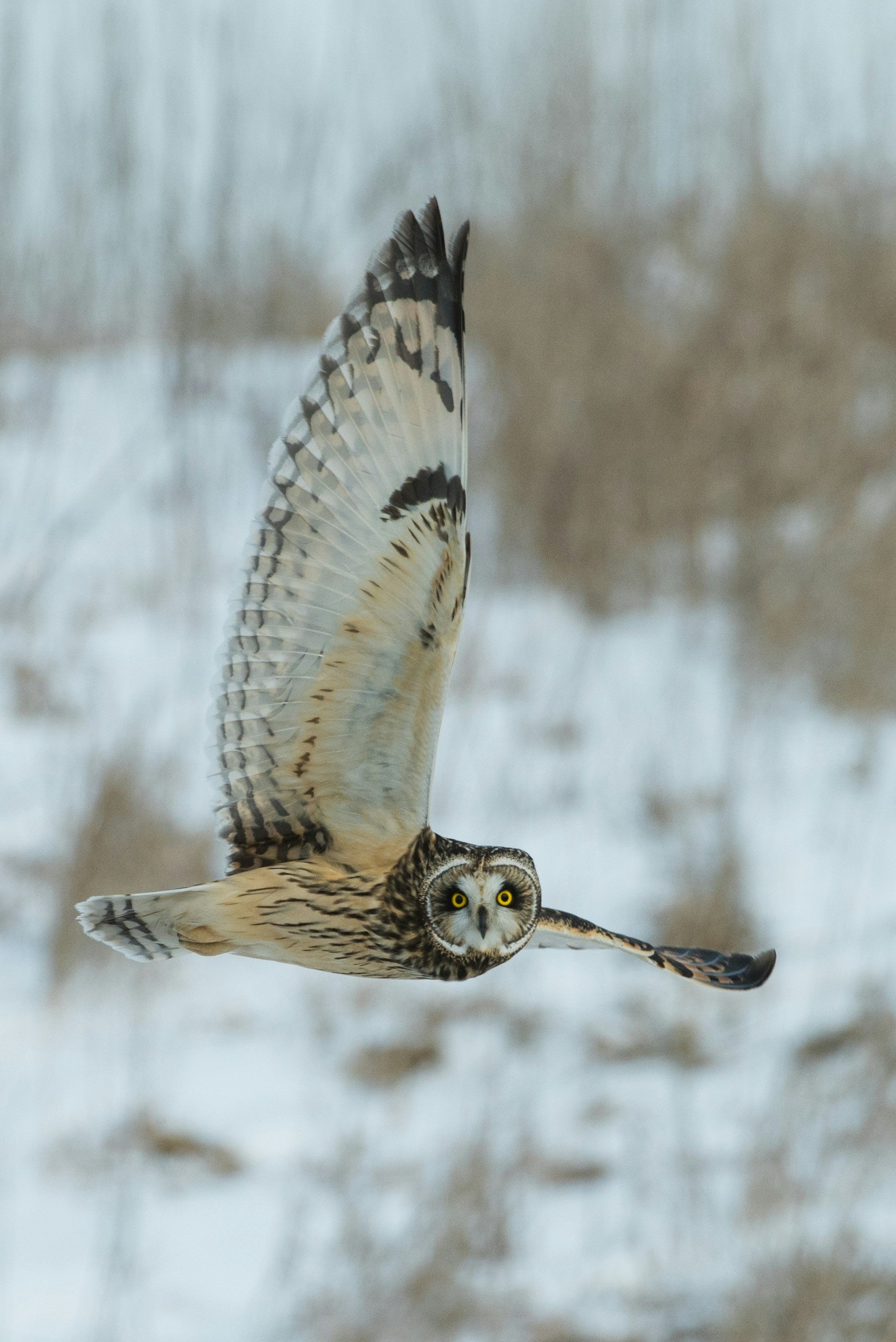 Aerial view of a great horned owl flying low over snow-covered ground during daytime.