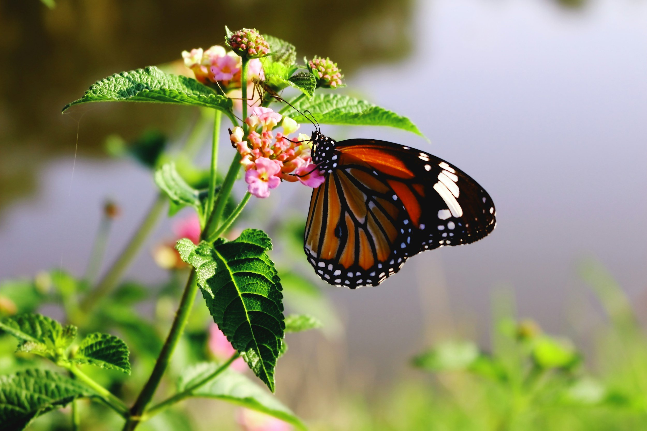 A Monarch butterfly perched on pink and yellow flowers, surrounded by green leaves, near a body of water.