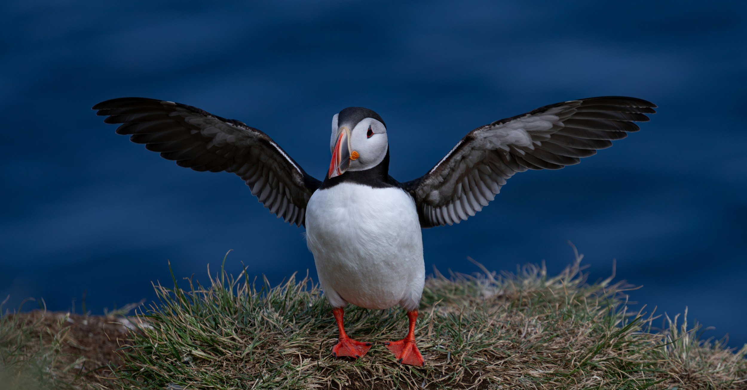 A puffin with wings spread wide, standing on grass near the ocean under a dark cloudy sky.