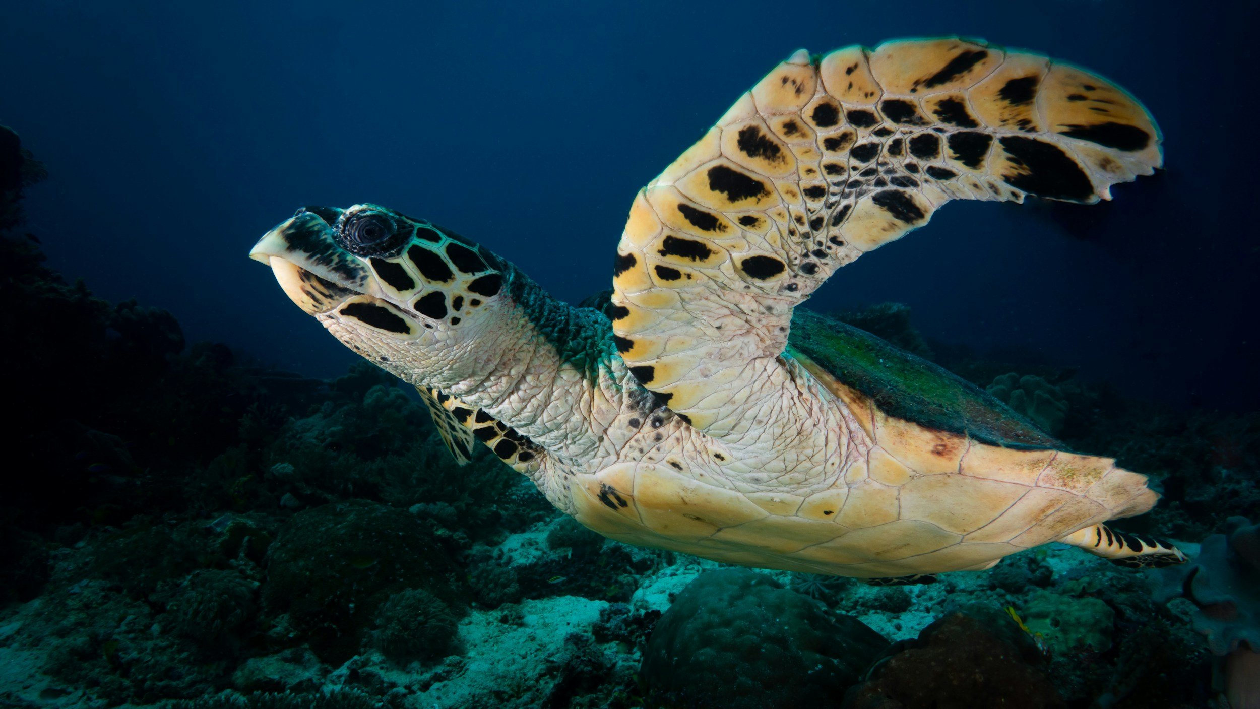 A sea turtle swimming underwater over a coral reef.