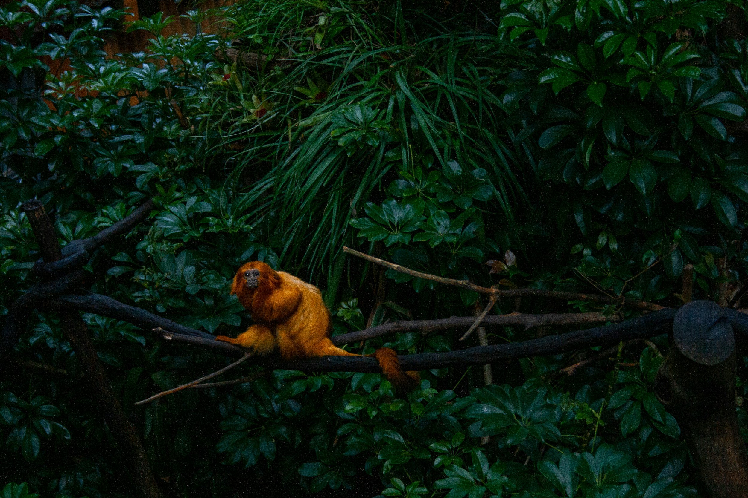A golden lion tamarin sitting on a tree branch amidst thick green foliage in a rainforest.