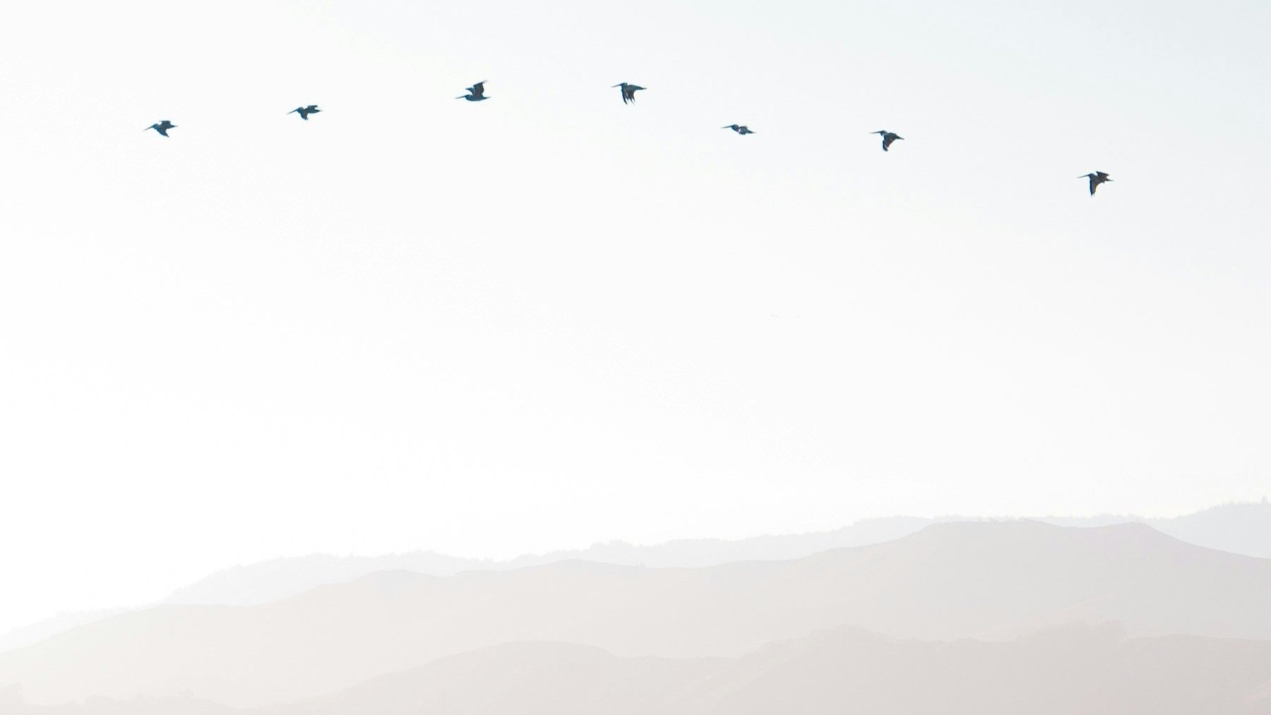 A flock of birds flying over a mountain range in a foggy landscape.