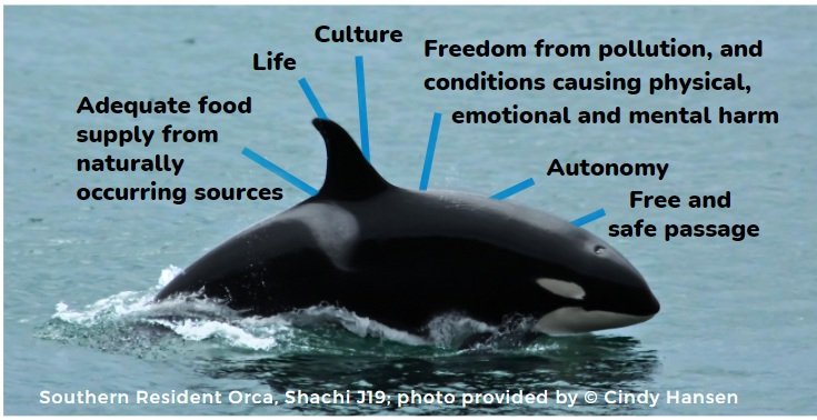 An orca whale with labels pointing to it, including life, culture, freedom from pollution, autonomy, adequate food supply, and safe passage, highlighting conservation themes.