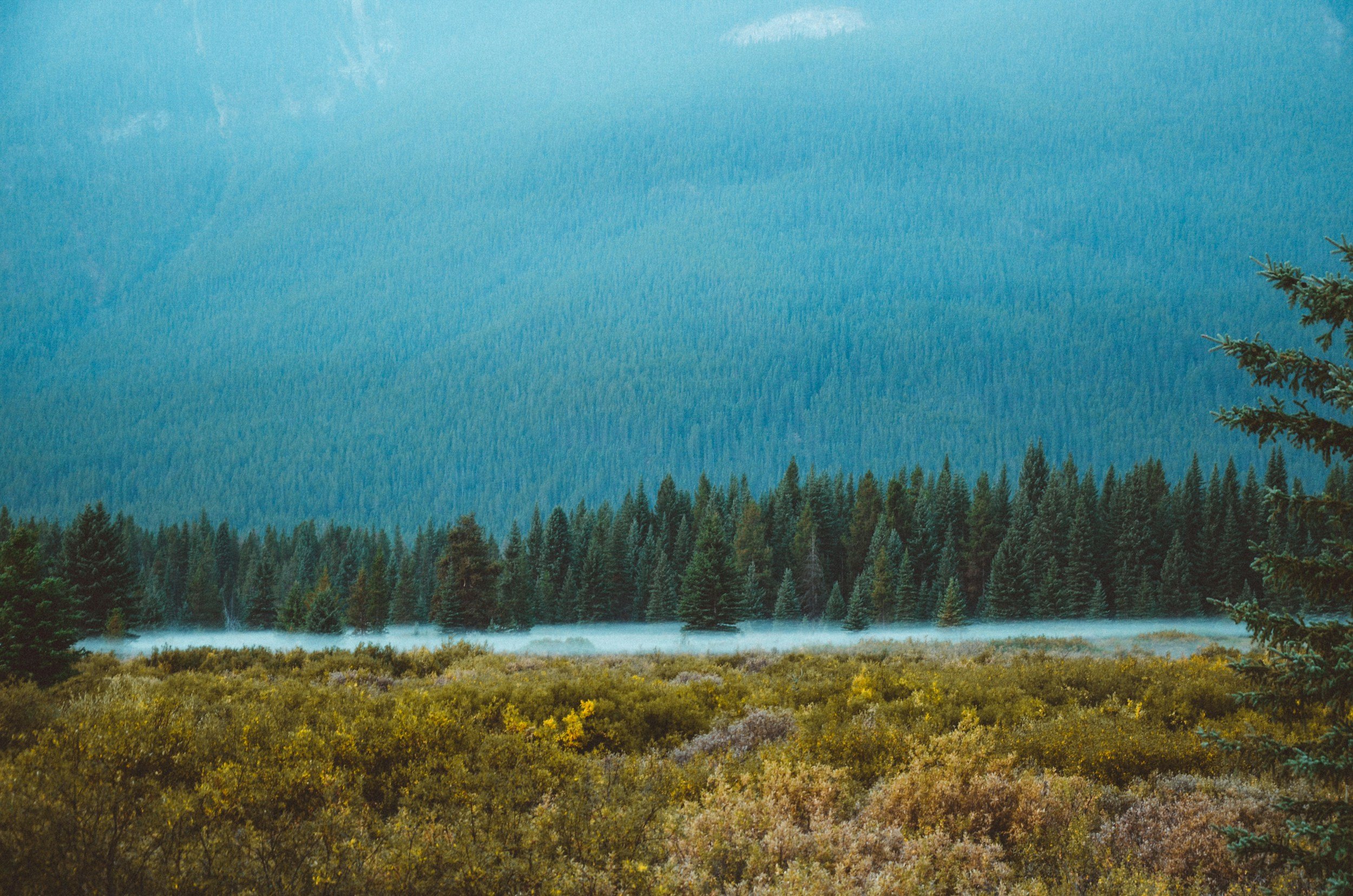 A landscape of a dense forest with coniferous trees, mist over the ground in the middle, and hills covered with trees in the background under a blue sky.