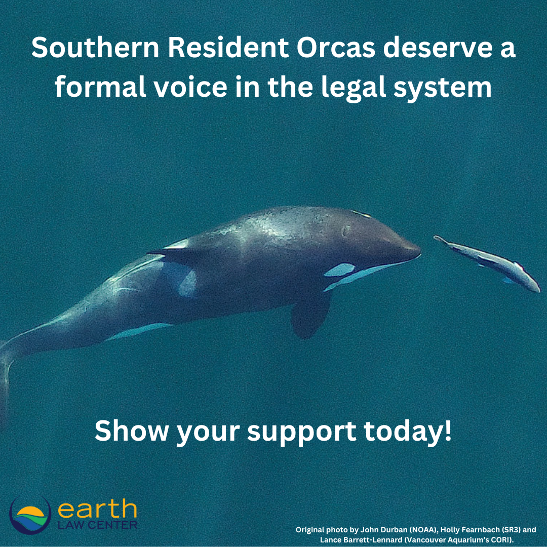 An orca swimming underwater with a fish in its mouth, accompanied by text advocating for legal rights for Southern Resident orcas and supporting the Earth Law Center.